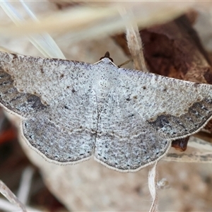 Taxeotis intextata at Deakin, ACT - 24 Nov 2024