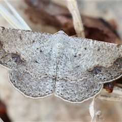 Taxeotis intextata at Deakin, ACT - 24 Nov 2024 03:46 PM