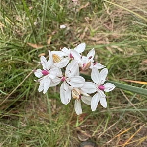 Burchardia umbellata at Mittagong, NSW - suppressed