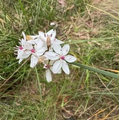 Burchardia umbellata at Mittagong, NSW - suppressed