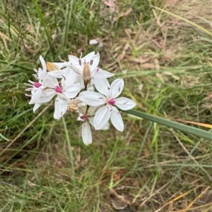 Burchardia umbellata at Mittagong, NSW - suppressed