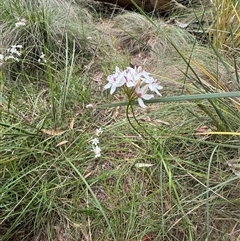 Burchardia umbellata at Mittagong, NSW - suppressed