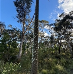 Xanthorrhoea sp. at Mittagong, NSW - 18 Nov 2024 by Span102