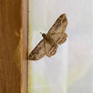 Chloroclystis filata at Curtin, ACT - 23 Nov 2024