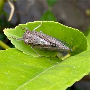 Yoyetta celis (Silver Princess Cicada) at Curtin, ACT by iancurtin