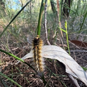 Anthela varia (Hairy Mary) at Mittagong, NSW by Span102