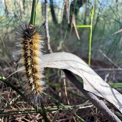 Anthela varia at Mittagong, NSW - suppressed