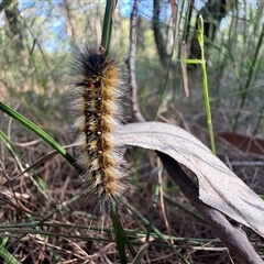 Anthela varia at Mittagong, NSW - suppressed