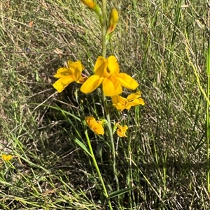 Goodenia bellidifolia subsp. bellidifolia at Mittagong, NSW by Span102