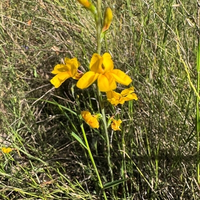 Goodenia bellidifolia subsp. bellidifolia at Mittagong, NSW - 22 Nov 2024 by Span102