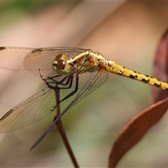 Diplacodes melanopsis (Black-faced Percher) at Moruya, NSW - 21 Nov 2024 by LisaH