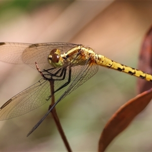 Diplacodes melanopsis at Moruya, NSW - suppressed