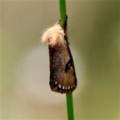 Epicoma contristis (Yellow-spotted Epicoma Moth) at Moruya, NSW - 21 Nov 2024 by LisaH