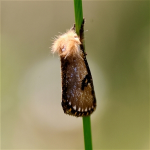 Epicoma contristis at Moruya, NSW - suppressed