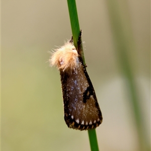 Epicoma contristis at Moruya, NSW - suppressed