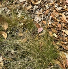 Nassella trichotoma (Serrated Tussock) at Aranda, ACT - 25 Nov 2024 by Jubeyjubes