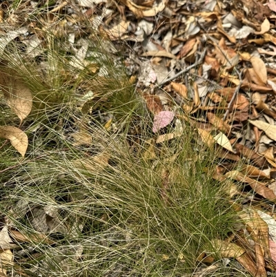 Nassella trichotoma (Serrated Tussock) at Aranda, ACT - 24 Nov 2024 by Jubeyjubes