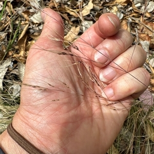 Nassella trichotoma at Aranda, ACT - 25 Nov 2024 10:25 AM