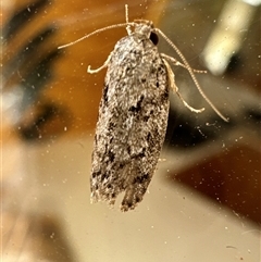 Philobota philostaura (A Concealer moth (Philobota group)) at Aranda, ACT - 24 Nov 2024 by Jubeyjubes