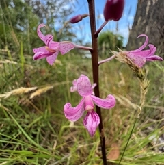 Dipodium roseum (Rosy Hyacinth Orchid) at Mittagong, NSW - 24 Nov 2024 by Span102