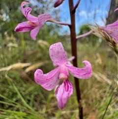 Dipodium roseum at Mittagong, NSW - suppressed