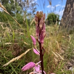 Dipodium roseum at Mittagong, NSW - suppressed