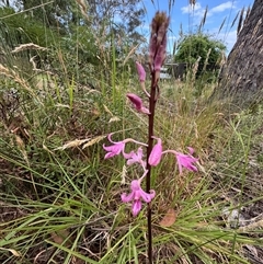 Dipodium roseum at Mittagong, NSW - 24 Nov 2024