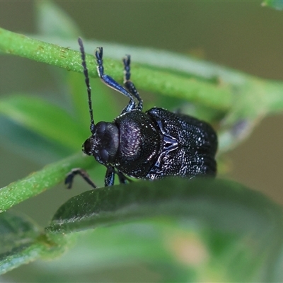 Unidentified Beetle (Coleoptera) by LisaH