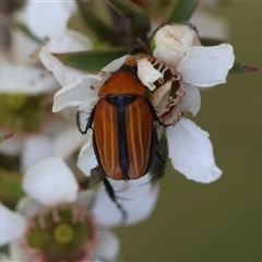 Phyllotocus sp. (genus) (Nectar scarab) at Moruya, NSW - 21 Nov 2024 by LisaH