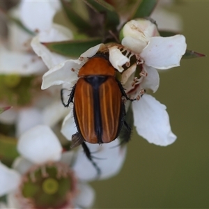 Phyllotocus sp. (genus) at Moruya, NSW - 21 Nov 2024