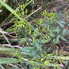 Senecio minimus at Mittagong, NSW - 16 Nov 2024 by Span102