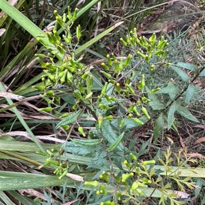 Senecio minimus at Mittagong, NSW - 16 Nov 2024 by Span102