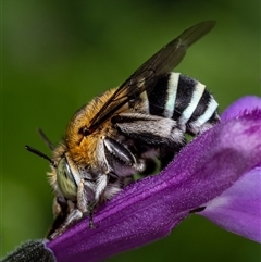 Amegilla sp. (genus) (Blue Banded Bee) at Murrumbateman, NSW - 24 Nov 2024 by amiessmacro