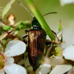 Tenebrionidae (family) (Darkling beetle) at Moruya, NSW - 21 Nov 2024 by LisaH