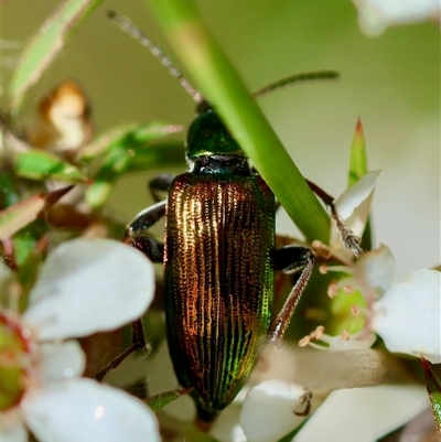 Tenebrionidae (family) (Darkling beetle) at Moruya, NSW - 21 Nov 2024 by LisaH