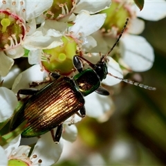 Tenebrionidae (family) at Moruya, NSW - suppressed
