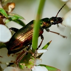 Tenebrionidae (family) at Moruya, NSW - suppressed