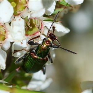 Tenebrionidae (family) at Moruya, NSW - 21 Nov 2024