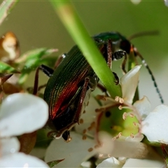 Tenebrionidae (family) at Moruya, NSW - suppressed