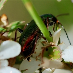 Tenebrionidae (family) at Moruya, NSW - suppressed