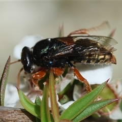 Unidentified Wasp (Hymenoptera, Apocrita) at Moruya, NSW - 21 Nov 2024 by LisaH