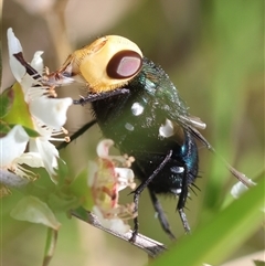 Amenia sp. (genus) (Yellow-headed Blowfly) at Moruya, NSW - 21 Nov 2024 by LisaH