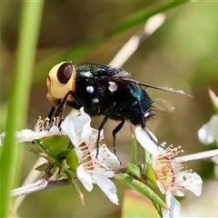 Amenia sp. (genus) at Moruya, NSW - suppressed