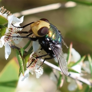 Amenia sp. (genus) at Moruya, NSW - suppressed