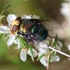 Amenia sp. (genus) at Moruya, NSW - suppressed