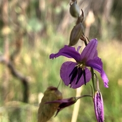 Arthropodium fimbriatum (Nodding Chocolate Lily) at Hall, ACT - 25 Nov 2024 by strigo