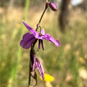 Arthropodium fimbriatum at Hall, ACT - 25 Nov 2024 08:52 AM