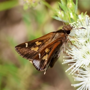 Dispar compacta (Barred Skipper) at Moruya, NSW by LisaH