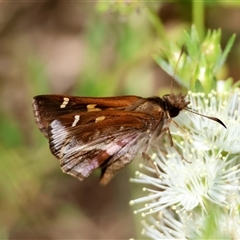 Dispar compacta at Moruya, NSW - 21 Nov 2024