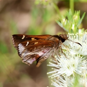 Dispar compacta at Moruya, NSW - 21 Nov 2024